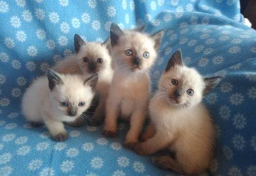 Purebred Siamese Kittens 8 Weeks Old