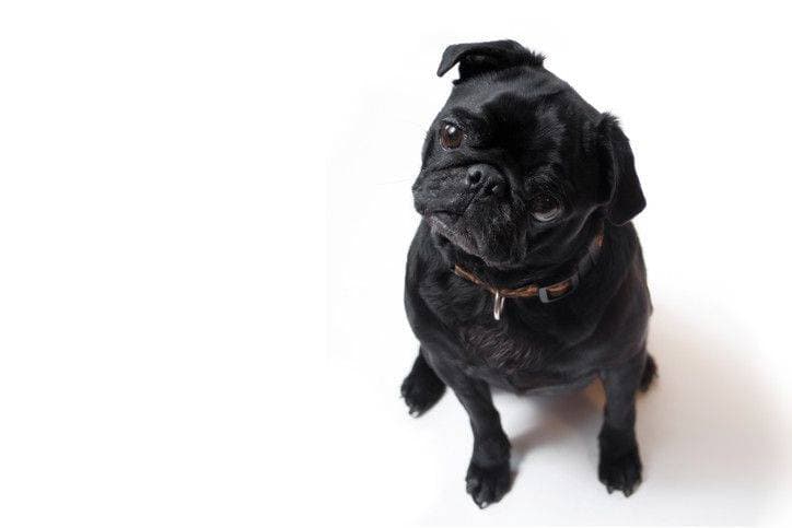 Black pug dog keep and care
