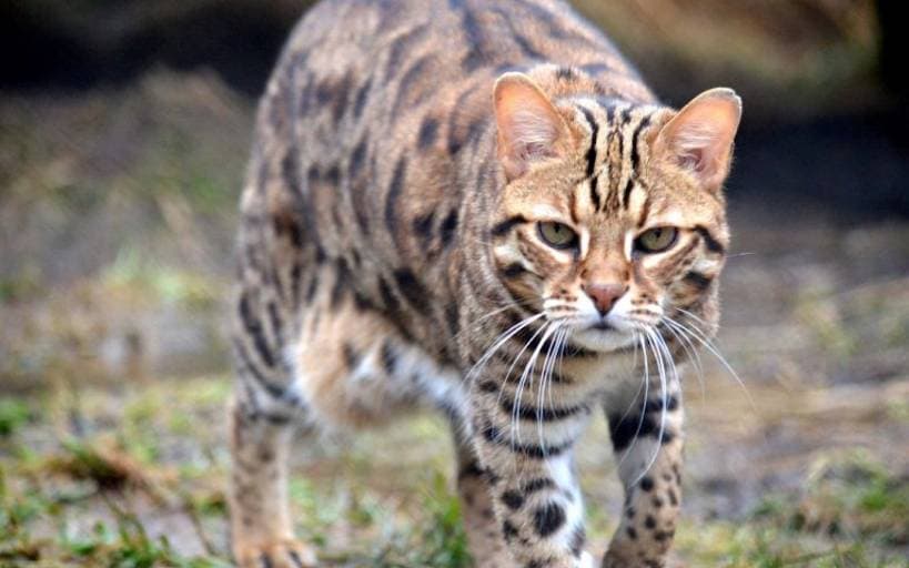 Ocicat: A Spotted Domestic Cat With a Social Nature