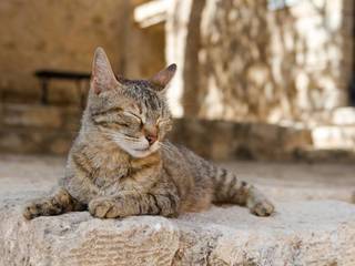 The history of the domestic cat