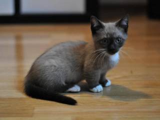 The Adorable Munchkin Cat – All You Need To Know