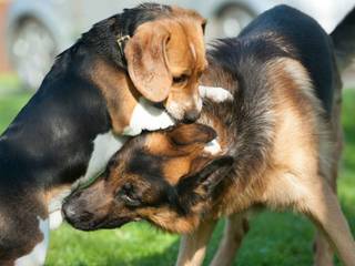 The reasons why dogs fight with each other