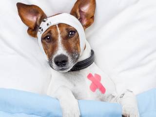 Dog diseases - symptoms and treatment