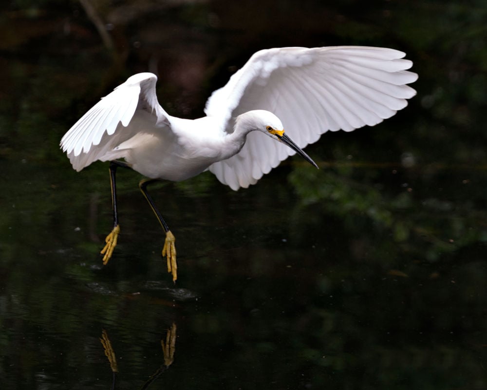 Snowy Egret birds florida