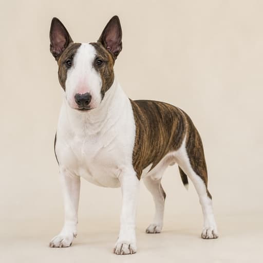 Bull and Terrier