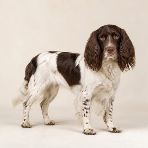 French Spaniel
