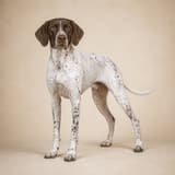 Pointer
