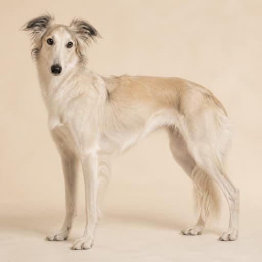 Silken Windhound