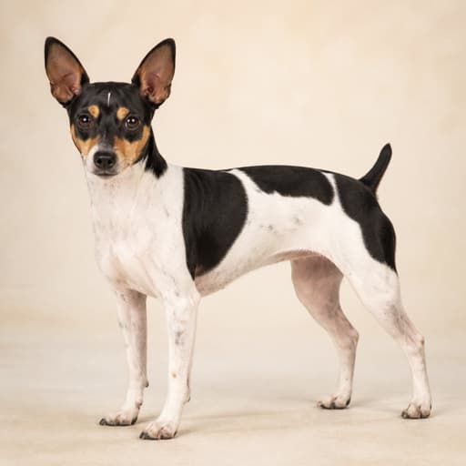 Teddy Roosevelt Terrier