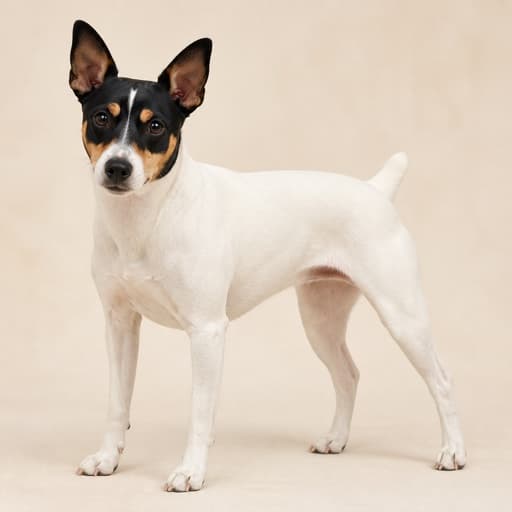 Tenterfield Terrier