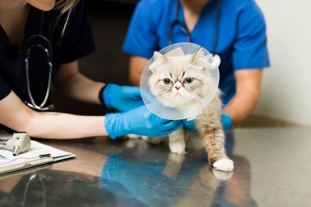A veterinary team caring for a cat wearing a protective cone