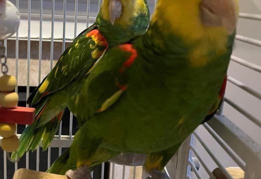 Double Yellow Amazon Pair