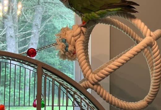 Cape Parrot