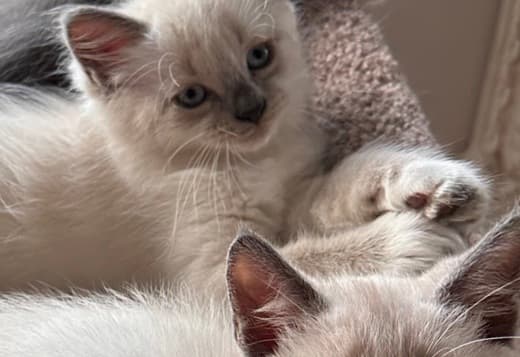Fluffy Russian Blue/Maine Coon Kittens