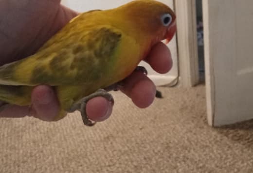 Fisher lovebirds