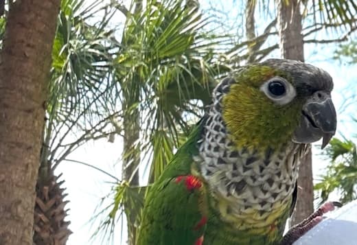 2 year old black-capped conure DNA tested MALE