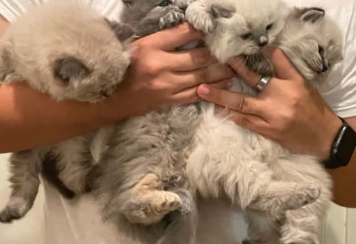 Persian/Himalayan kittens for sale