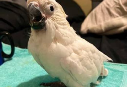 Umbrella cockatoo parrots ready for new homes