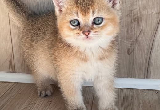 Scottish male kitten