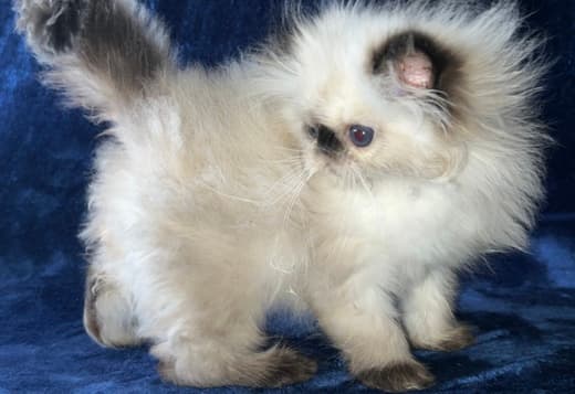 Persian Himalayan Kitten