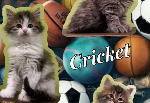 Siberian kittens out of international winning parents