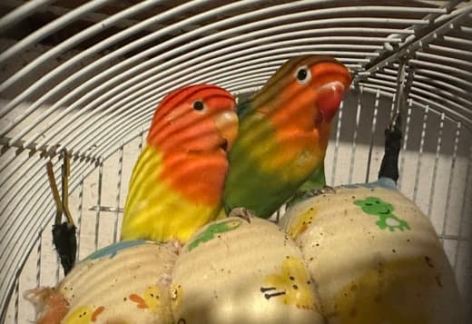 Lovebirds