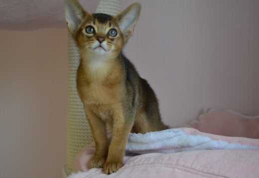 Abyssinian kittens