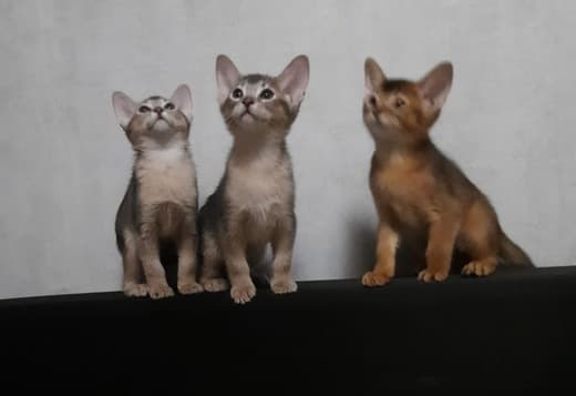 Abyssinian boys and girls