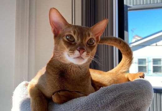 Abyssinian Cat For Sale