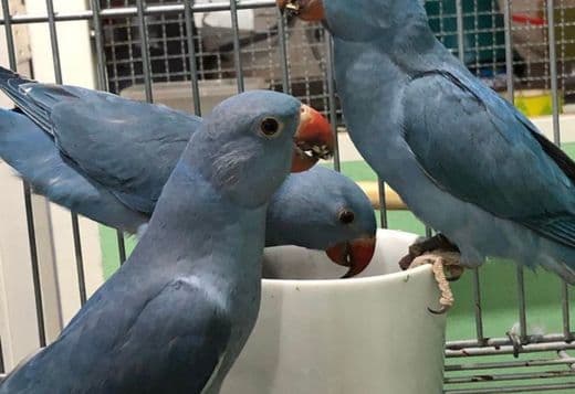 Variety of bird species