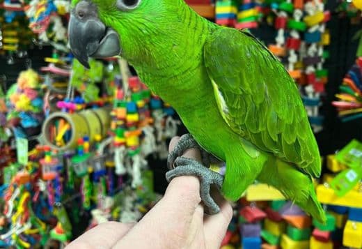 Talking amazon parrots babies for sale