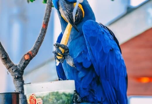 Speaking Hyacinth Macaws for Sale