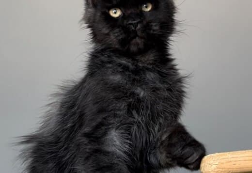 Maine coon for sale near me