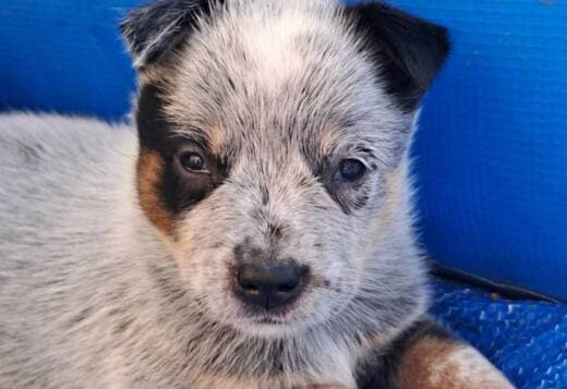 Australian Cattle Dog puppies