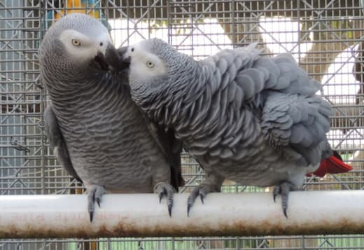 Affordable Congo African Grey Parrots for sale USA