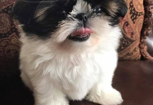 Shih Tzu Puppies For Sale
