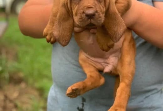 AKC Registered Bloodhound Puppies