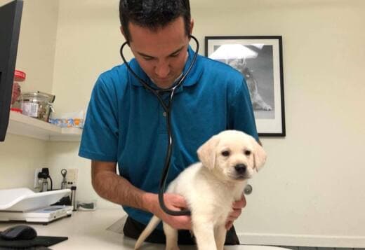 We Have Two Labrador Retriever Pups