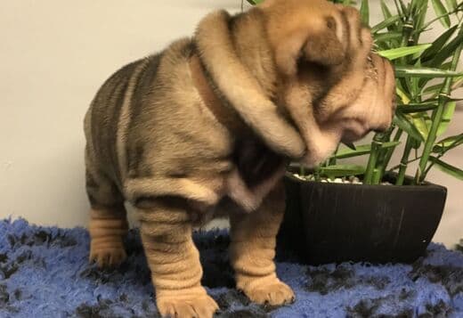 We Have Two Beautiful Shar Pei Puppies
