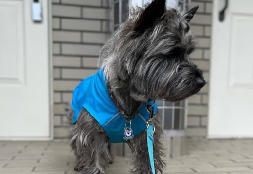 Cute Cairn Terrier Puppies Available!