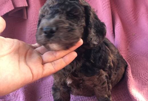 Home Raised Cockapoo Puppies ready to go