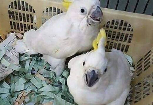 Young and tamed cockatoos birds for sale