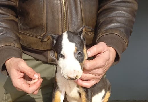 Standard Bull Terrier puppies