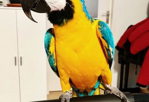 Male and Female Blue and Gold Macaw Parrots
