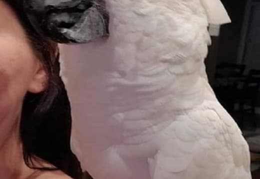Talkative Cockatoos Parrots