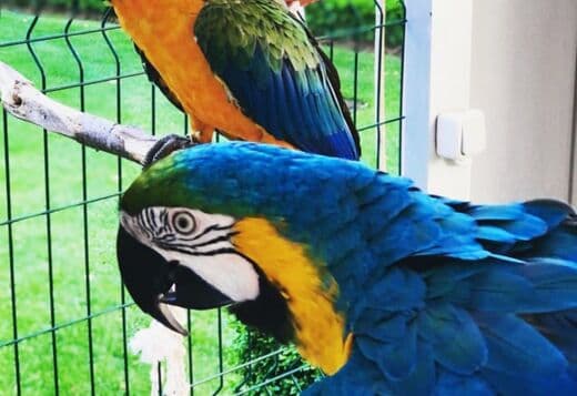 Blue and Gold Macaw Parrots Ready To Go