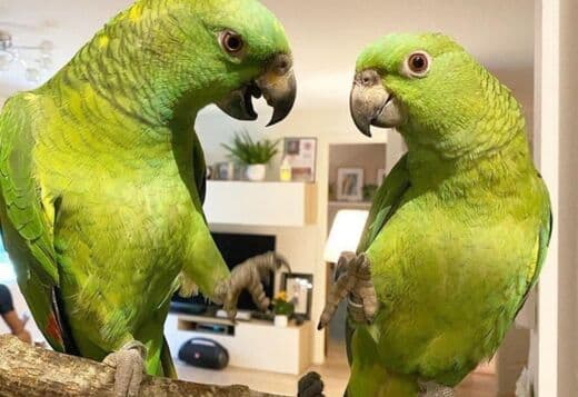 Amazon Male And Female Parrots