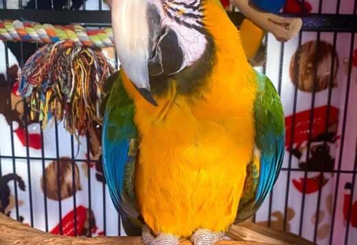 Macaw Parrots for Sale