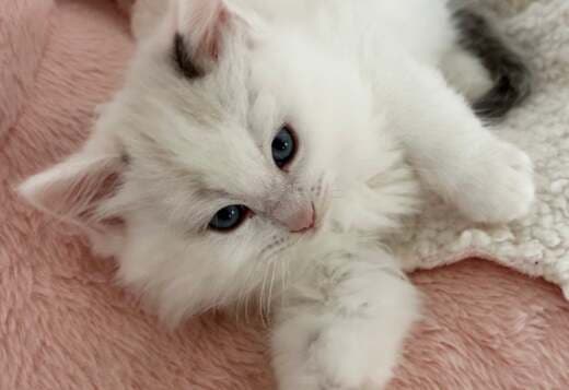 Pure breed Van Ragdoll kitten, very rare