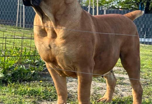South African Mastiff - Boerboel Puppies